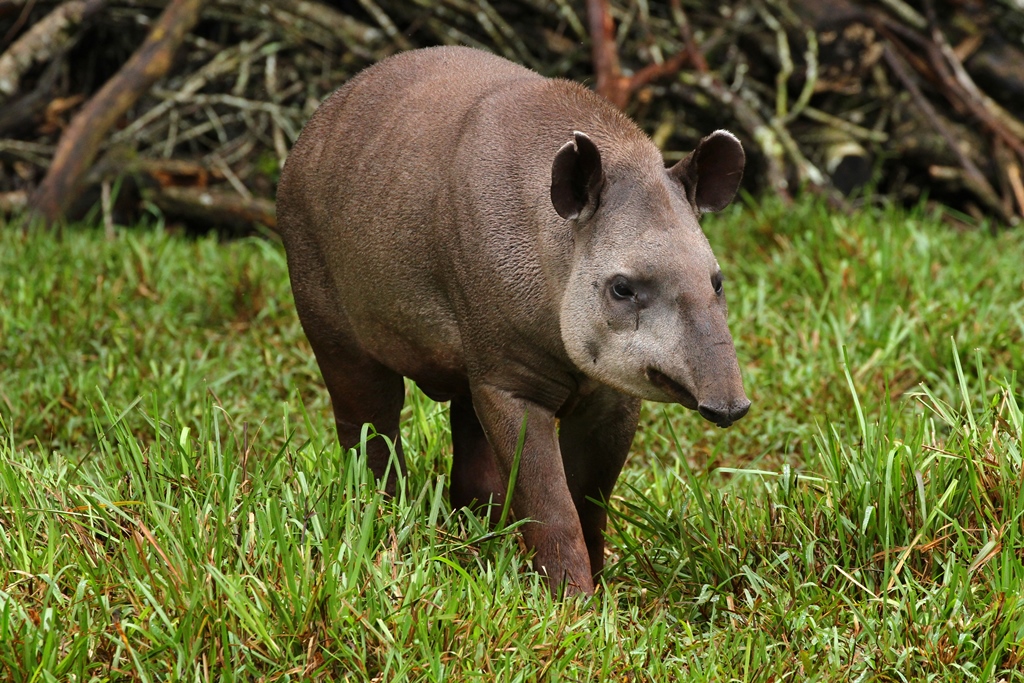 Lustiges Tapir