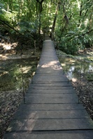 Dschungel-Hängebrücke