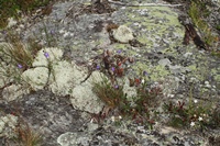 Flora im Pukaskwa NP